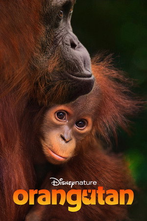 Orang-outan