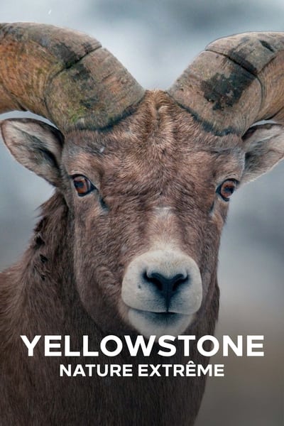 Yellowstone : Nature extrême - Saison 1